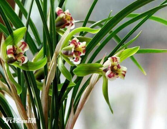 兰花寓意代表什么意思(兰花象征寓意着高洁典雅)-图片4